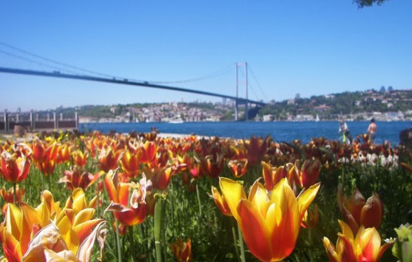 Istanbul Tulips