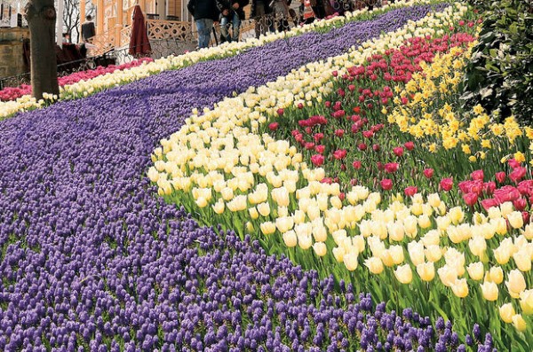 Tulip Festival Istanbul Turkey
